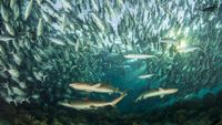 malasia-buceo2-opt