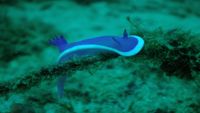 malasia-buceo4-opt
