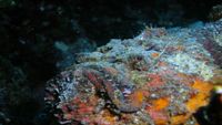 malasia-buceo5-opt
