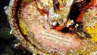 TrukBuceo opt (4)