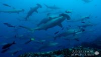 Galapagos-Buceo-GA3-UW14-opt