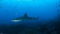 Galapagos-Buceo-a-opt