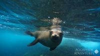 Galapagos-buceo-GA3-UW2.opt