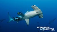 CostaRica-Buceo-Avi Klapfer -2011-opt