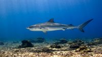 CostaRica-Buceo-intro3-tiger-shark-in-manuelita-edwar-herreno-opt