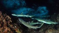 CostaRica-Buceo-wt_shmulik bloom_g_cropped-opt