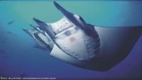 Costarica-buceo-mobula ray_postcard-avi-klapfer-opt