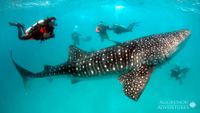 Maldivas-buceo2