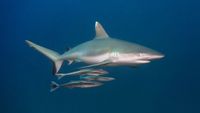 maldivas-buceo3-emperordivers