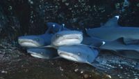 Revillagigedo-buceo-FunAzul-MG_0216u1_Katsuyuki_Sugimori-1024x683-opt