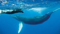 Revillagigedo-buceo-Nautilus-Socorro-humpback-whale-001-min-opt