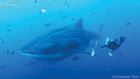 Revillagigedo-buceo-Socorro-whale-shark-001-min-opt