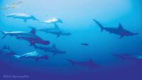 Revillagigedo-buceo-nautilus-opt