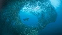 CruceroFilipinasBuceo2-opt