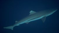 IslasSolomonBuceo opt (1)