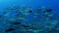 IslasSolomonBuceo opt (5)