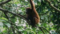 borneo-intro1-colin-meg-unsplash-opt