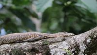 borneo2-anders-j-unsplash-opt