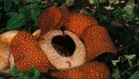 borneo4-colin-meg-unsplash-opt