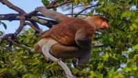 borneo5-opt