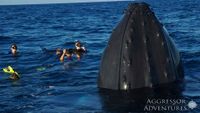 REPDOM5-OPT (1)