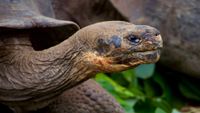 Galapagos-intro4-magdalena-kula-manchee-unsplash-opt