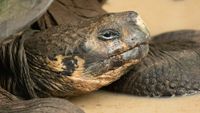 Galapagos2-eec-unsplash-opt