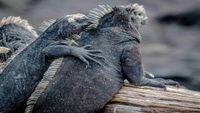 Galapagos5-lan-alquist-unsplash-opt