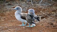 Galapagos6-andy-brunner-unsplash-opt