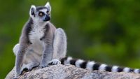 madagascar4-opt