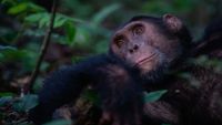 UgandaSafari Opt (4)