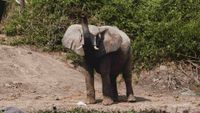 UgandaSafari Opt (6)